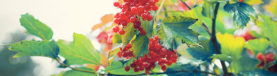 Wet viburnum berries