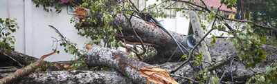 Tree Down in Wind Damage